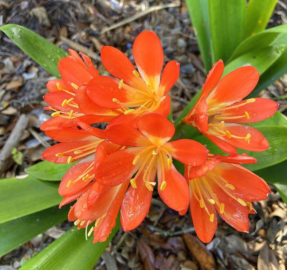 Lily Clivia Flower seeds for Planting - Shade Tolerant, Heirloom & GMO Free Seeds for Home Garden