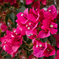 Pink Bougainvillea Flower seeds for Planting Bright Blooms Heirloom & GMO Free Seeds for Home Garden