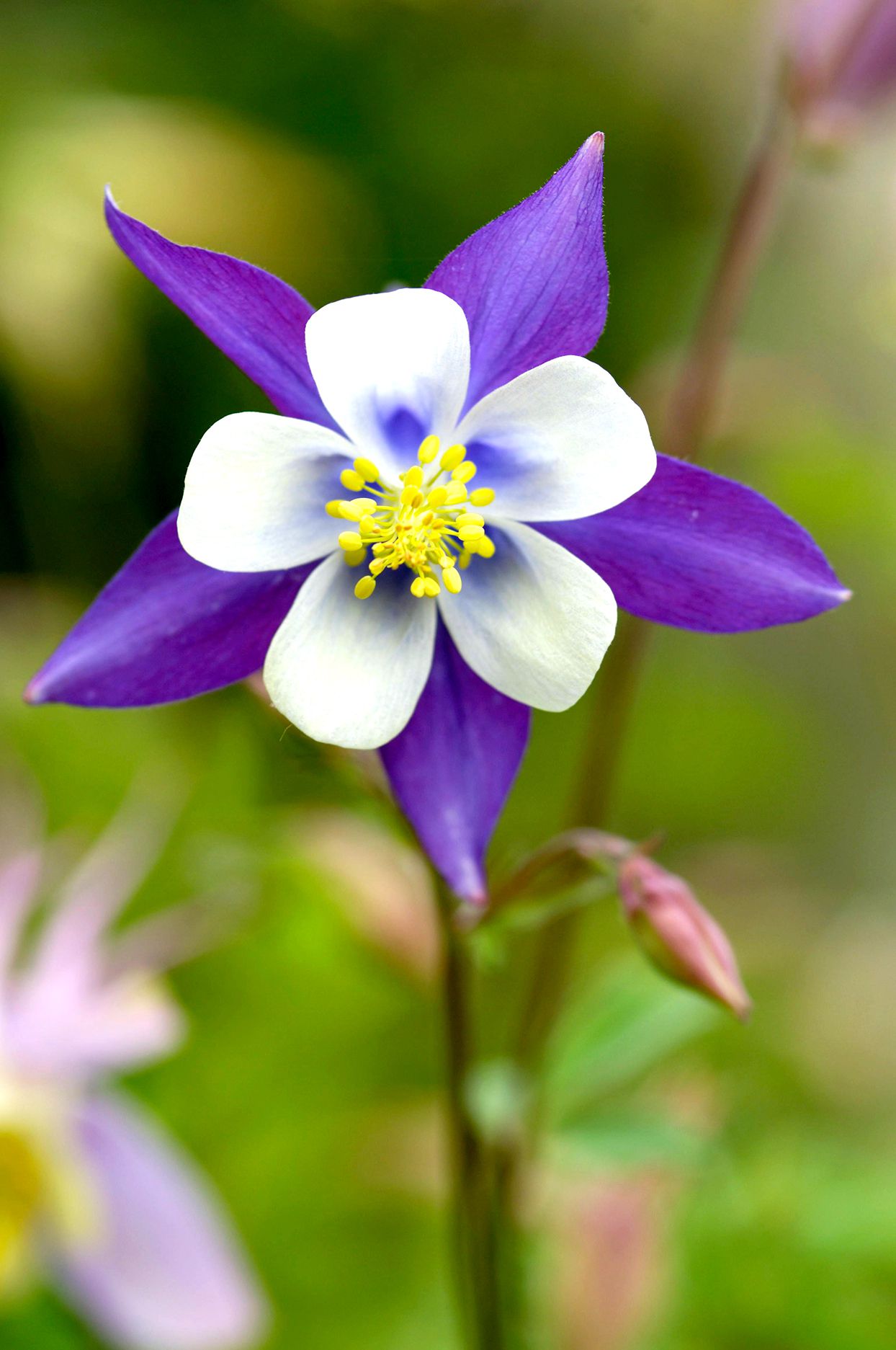 Columbines Flower seeds for Planting - Cottage Garden Essential, Heirloom & GMO Free Seeds for Home Garden