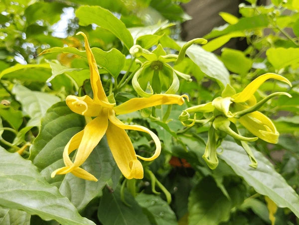Odorata Flower seeds for Planting - Cut Flower Favorite, Heirloom & GMO Free Seeds for Home Garden
 
 Sale