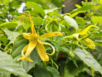 Odorata Flower seeds for Planting - Cut Flower Favorite, Heirloom & GMO Free Seeds for Home Garden
 
 Sale
