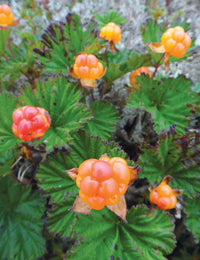 Cloudberry plants thriving in a cool outdoor garden setting.
