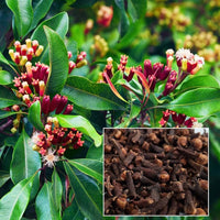 Clove (Syzygium aromaticum) seeds ready for planting in a home herb garden