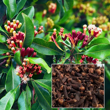 Clove (Syzygium aromaticum) seeds ready for planting in a home herb garden