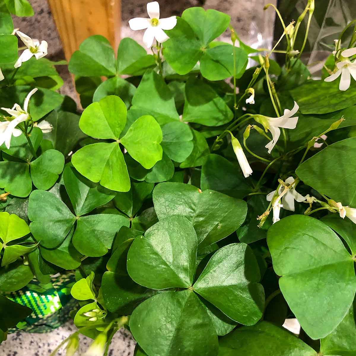 Four Leaf Clover seeds for ornamental ground cover and landscape planting.