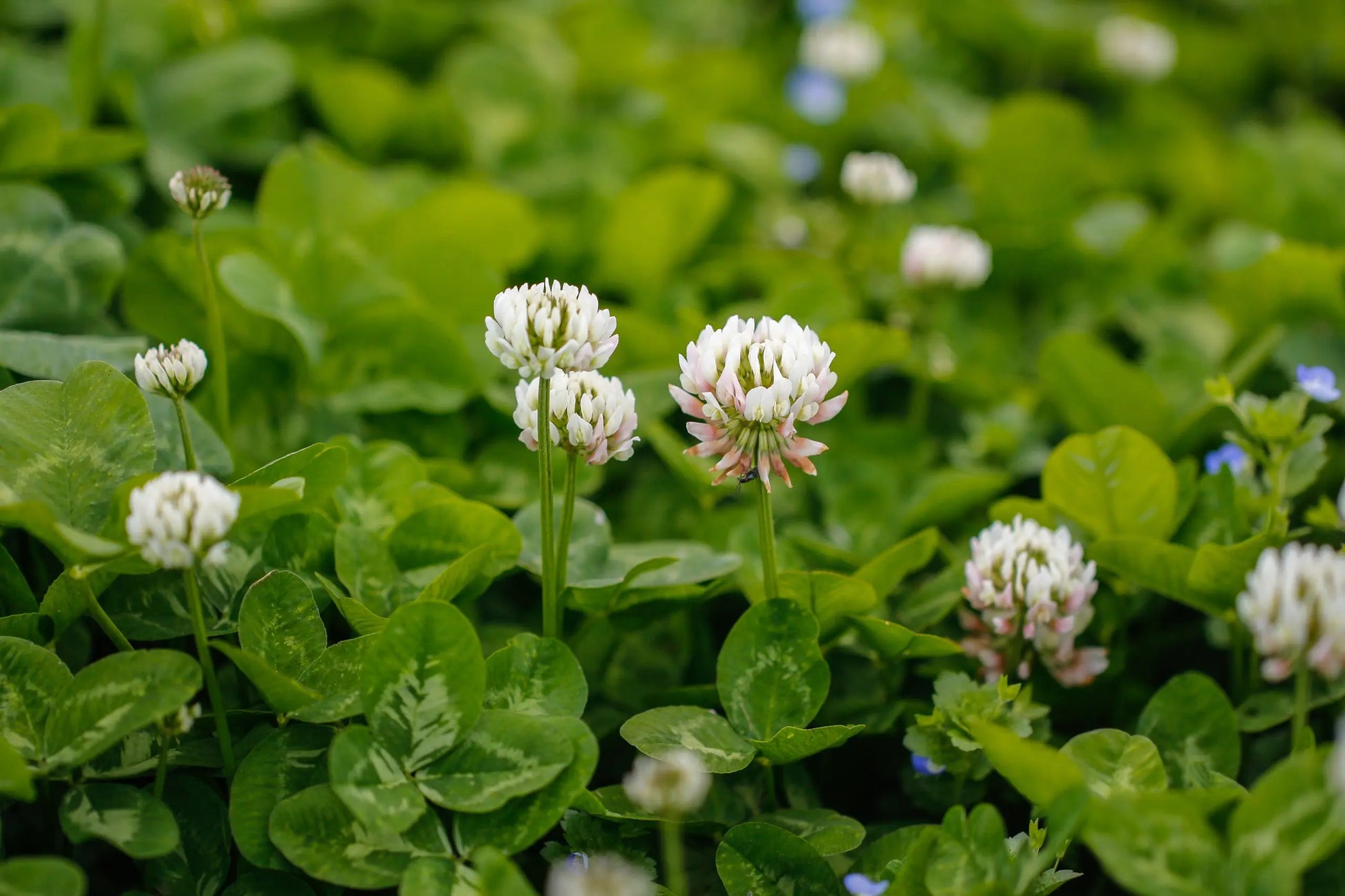 Ladino White Clover growing in a landscaped garden with dense foliage