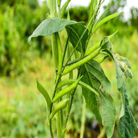 Healthy cluster bean plants growing with green pods in a vegetable garden