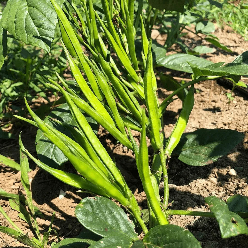 Cluster beans vegetable seeds for planting in home gardens and containers