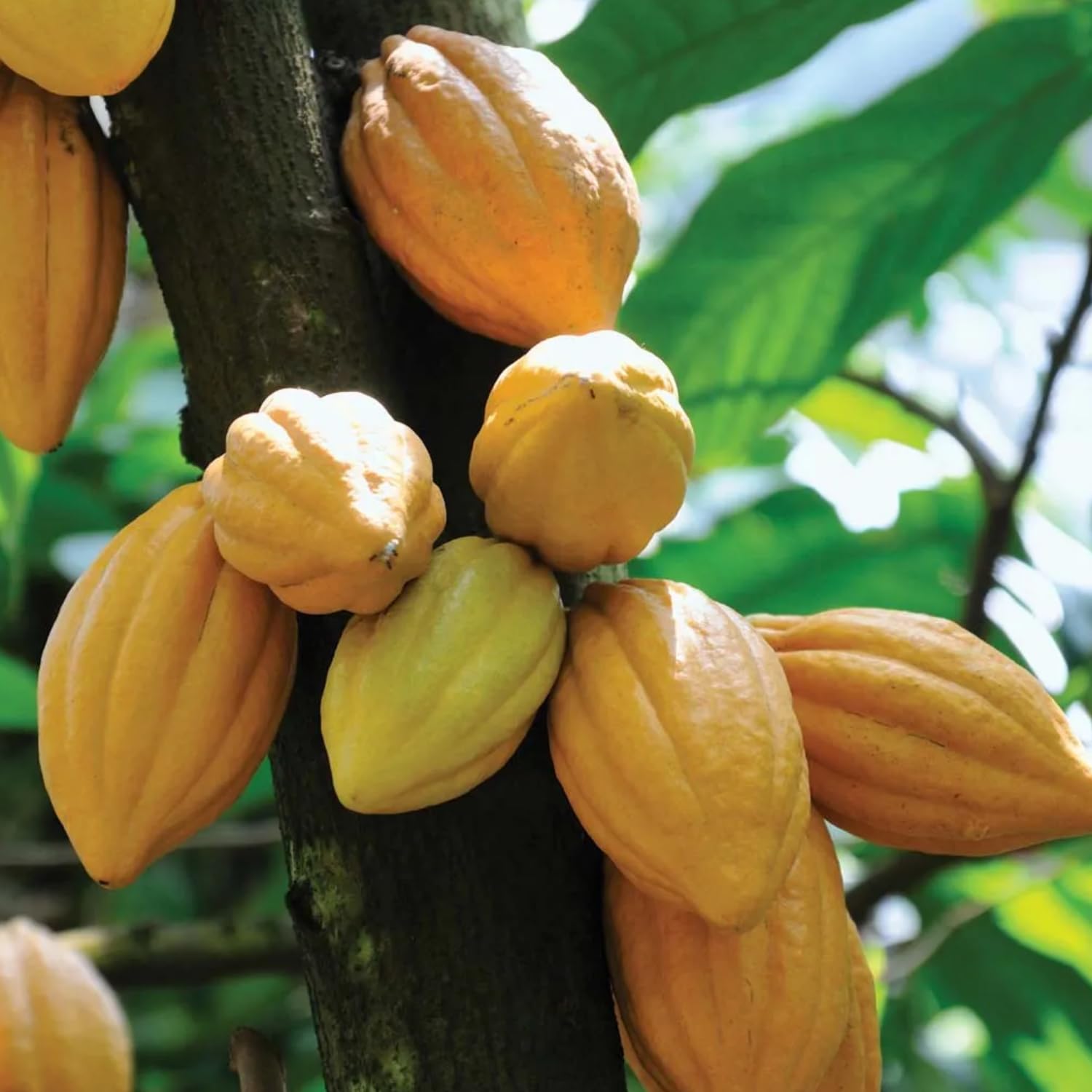 Cocoa fruit tree seeds suitable for greenhouses, large containers, and backyard orchards.