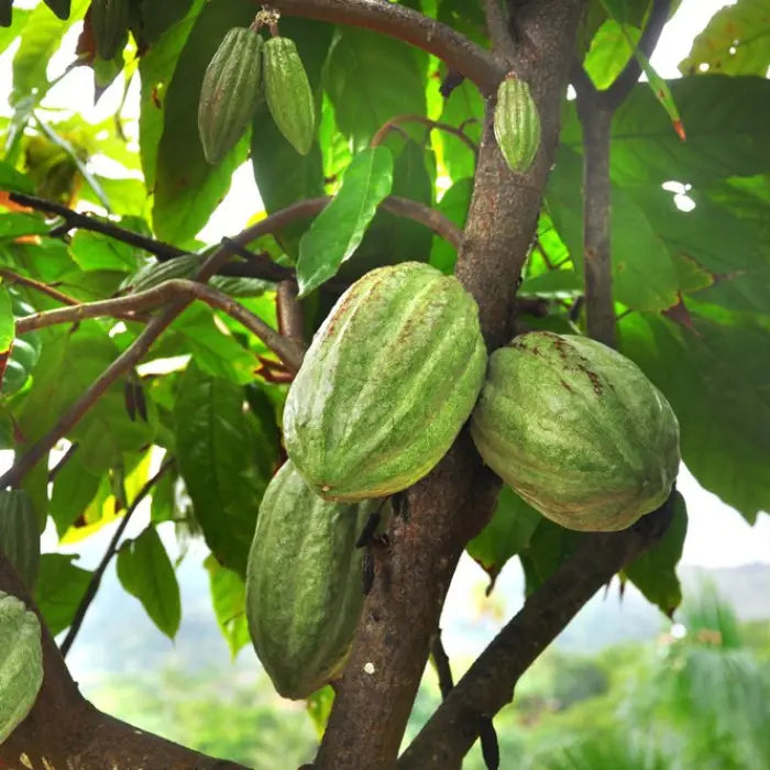 Cocoa (Theobroma cacao) seeds for planting in home gardens and tropical landscapes.