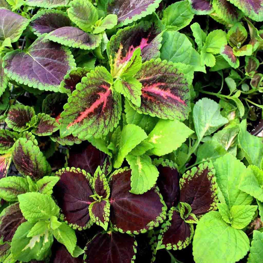Coleus Flower seeds for Planting Long Bloom Season Heirloom & GMO Free Seeds for Home Garden 
 
 Sale
