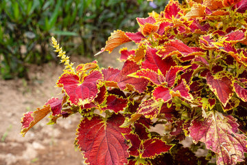 Coleus Flowering Flower seeds for Planting Cut Flower Favorite Heirloom & GMO Free Seeds for Home Garden