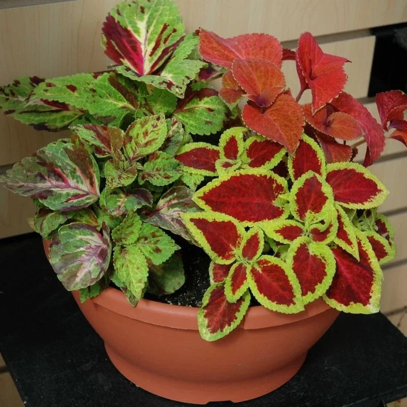 Coleus plants with colorful patterned foliage in a garden