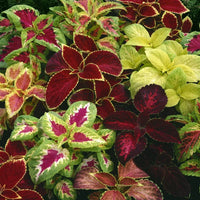 Coleus Variety Mix seeds for colorful garden planting