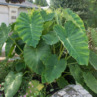 Elephant Ear Bulb Starter | Tropical Foliage Plant for Outdoor Gardens