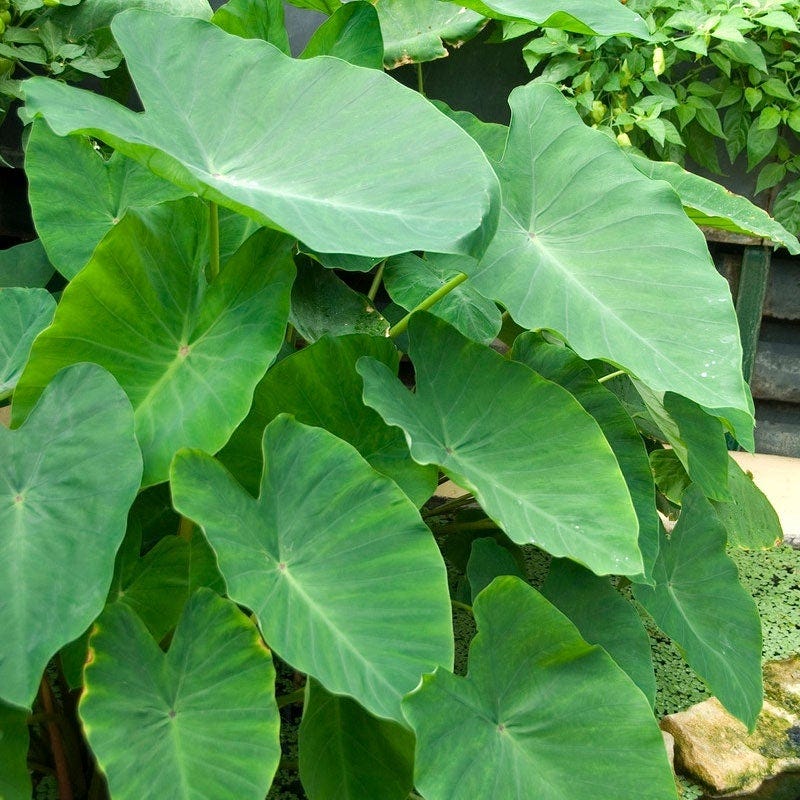 Giant Elephant Ear Bulb | Large Foliage Perennial Plant for Shade Gardens