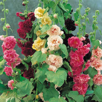 Compact Alcea rosea flowers adding vibrant color to an outdoor landscape.