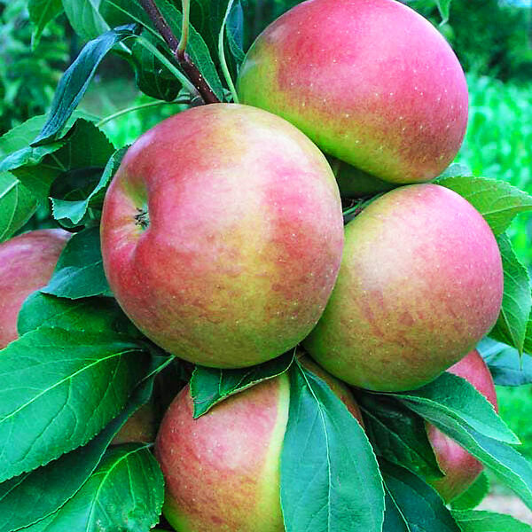 Colorful apple tree growing from mixed seeds