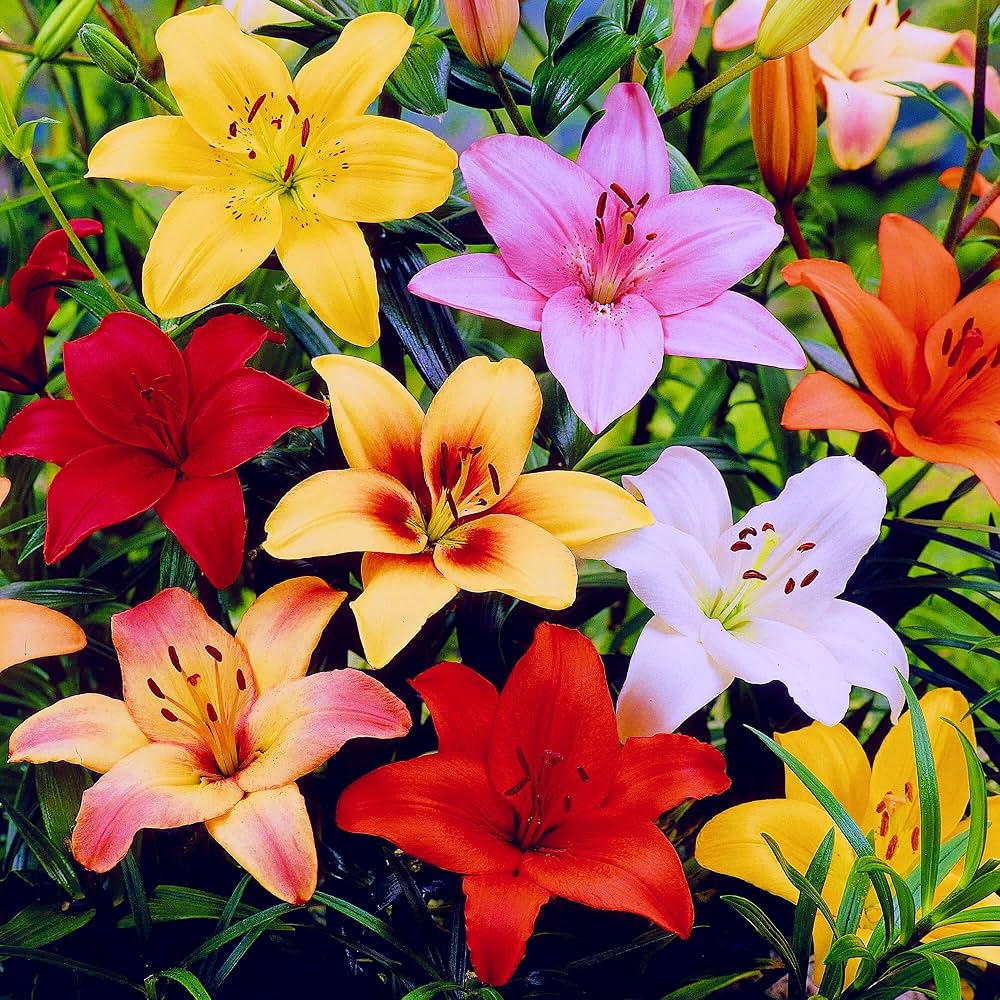 Mixed Asiatic lily flowers blooming in an outdoor garden bed.