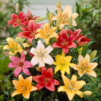 Mixed Asiatic Lily flowers blooming in a garden bed.