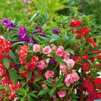 Impatiens balsamina flowers growing in a vibrant flower bed.
