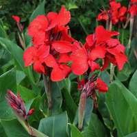 Vibrant Canna Lily flowers blooming in a garden bed.