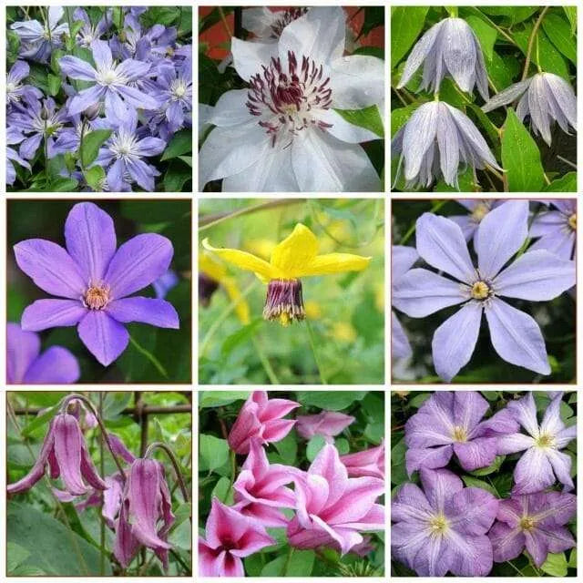 Mixed color Clematis flowers growing on an outdoor arbor.