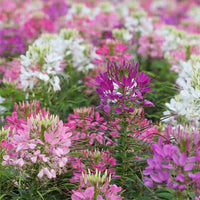 Tall annual spider flowers adding color to a landscaped border.