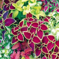 Colorful Coleus growing in decorative containers and garden borders.