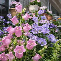 Colorful Canterbury Bells enhancing an outdoor cottage garden.