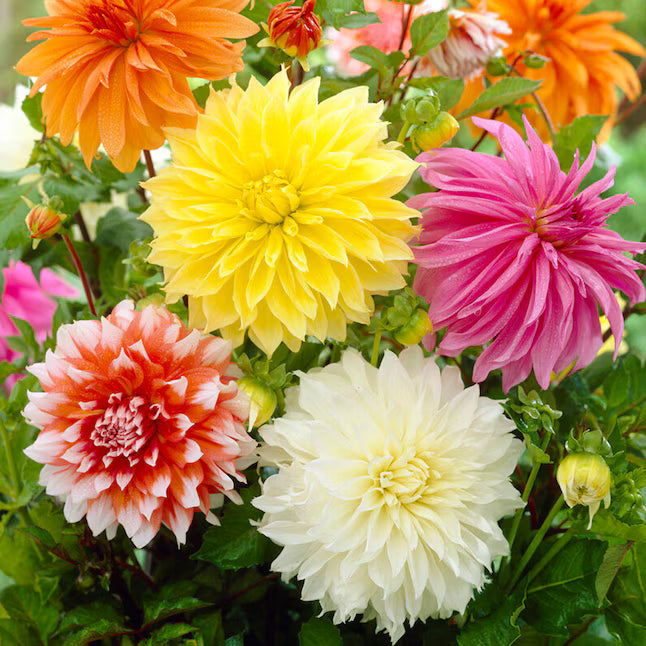 Large mixed Dinnerplate Dahlia flowers blooming in a garden bed.
