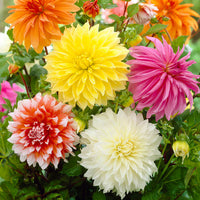 Large mixed Dinnerplate Dahlia flowers blooming in a garden bed.
