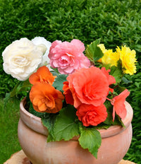 Mixed Double Begonia flowers blooming in decorative containers.