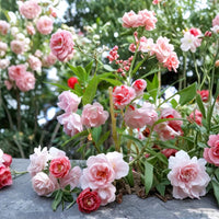 Double Impatiens flowers growing in hanging baskets and outdoor containers.