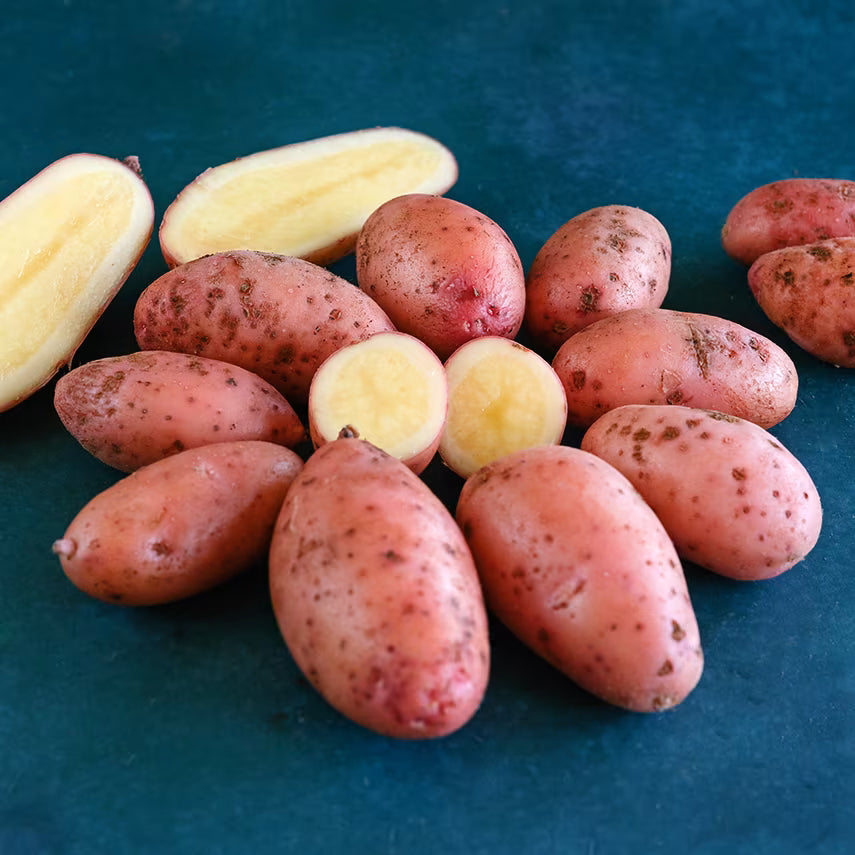Colorful Mixed Fingerling Potatoes Harvest
