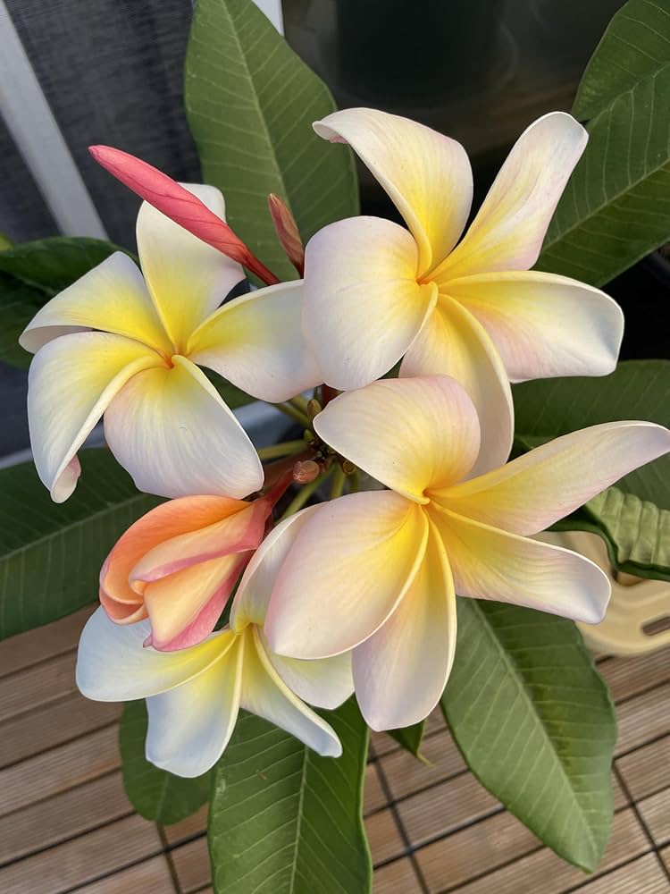 Mixed color Frangipani flowers growing in a sunny tropical garden.