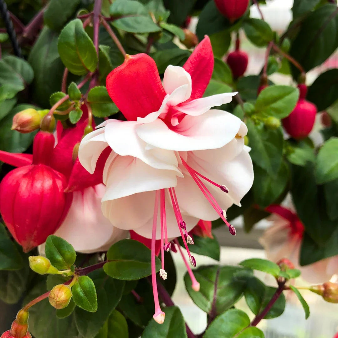 Colorful Fuchsia Blooms in Outdoor Garden