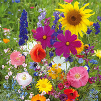 Mixed flowering plants blooming in a vibrant garden bed.