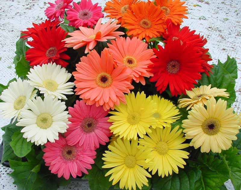 Colorful Gerbera flowers growing in a sunny flower bed.