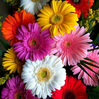 Colorful Gerbera Mix flowers blooming in a sunny garden flower bed.