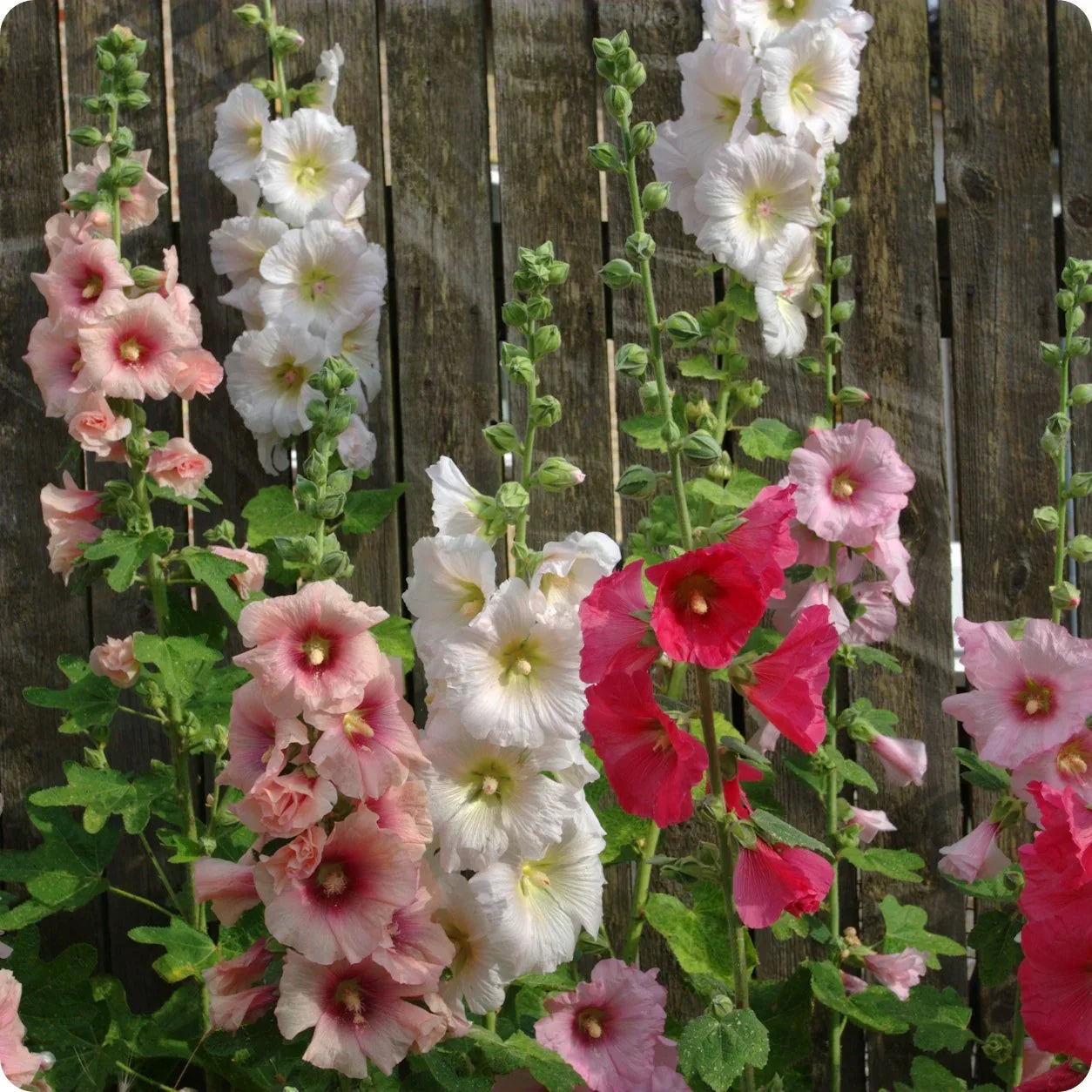Colorful Giant Danish Mix Hollyhock blooms suitable for ornamental garden displays