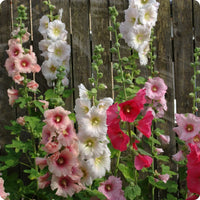 Colorful Giant Danish Mix Hollyhock blooms suitable for ornamental garden displays