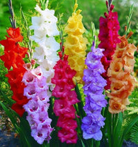 Vibrant Gladiolus flower spikes in assorted colors for landscape gardens.