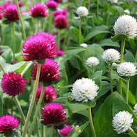 Colorful Gomphrena globosa flowers growing in a landscaped flower bed.