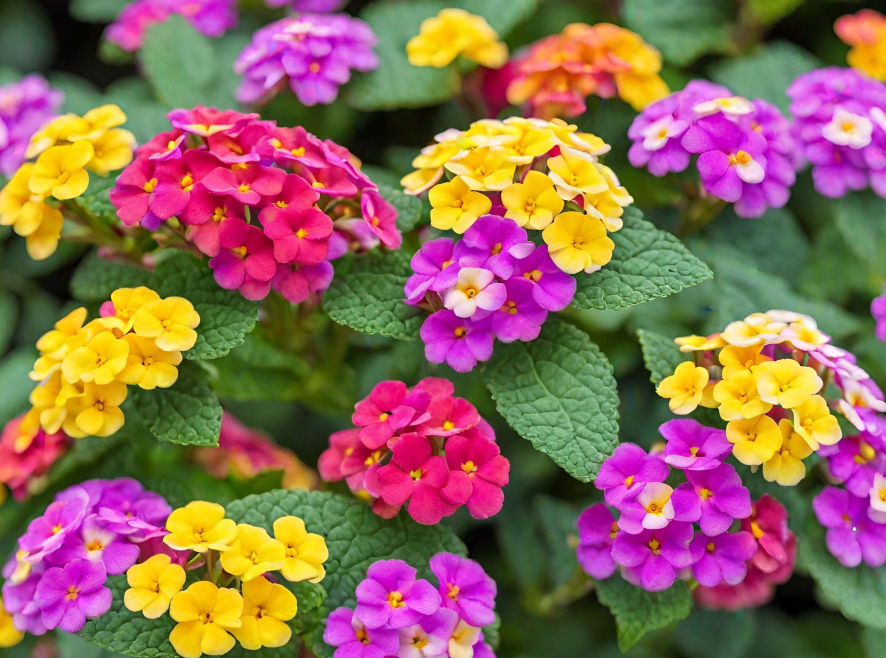 Colorful clusters of Lantana flowers growing in an outdoor landscape.