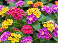 Colorful clusters of Lantana flowers growing in an outdoor landscape.