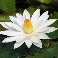 Colorful Lotus flower seeds for ornamental water features and landscape ponds.