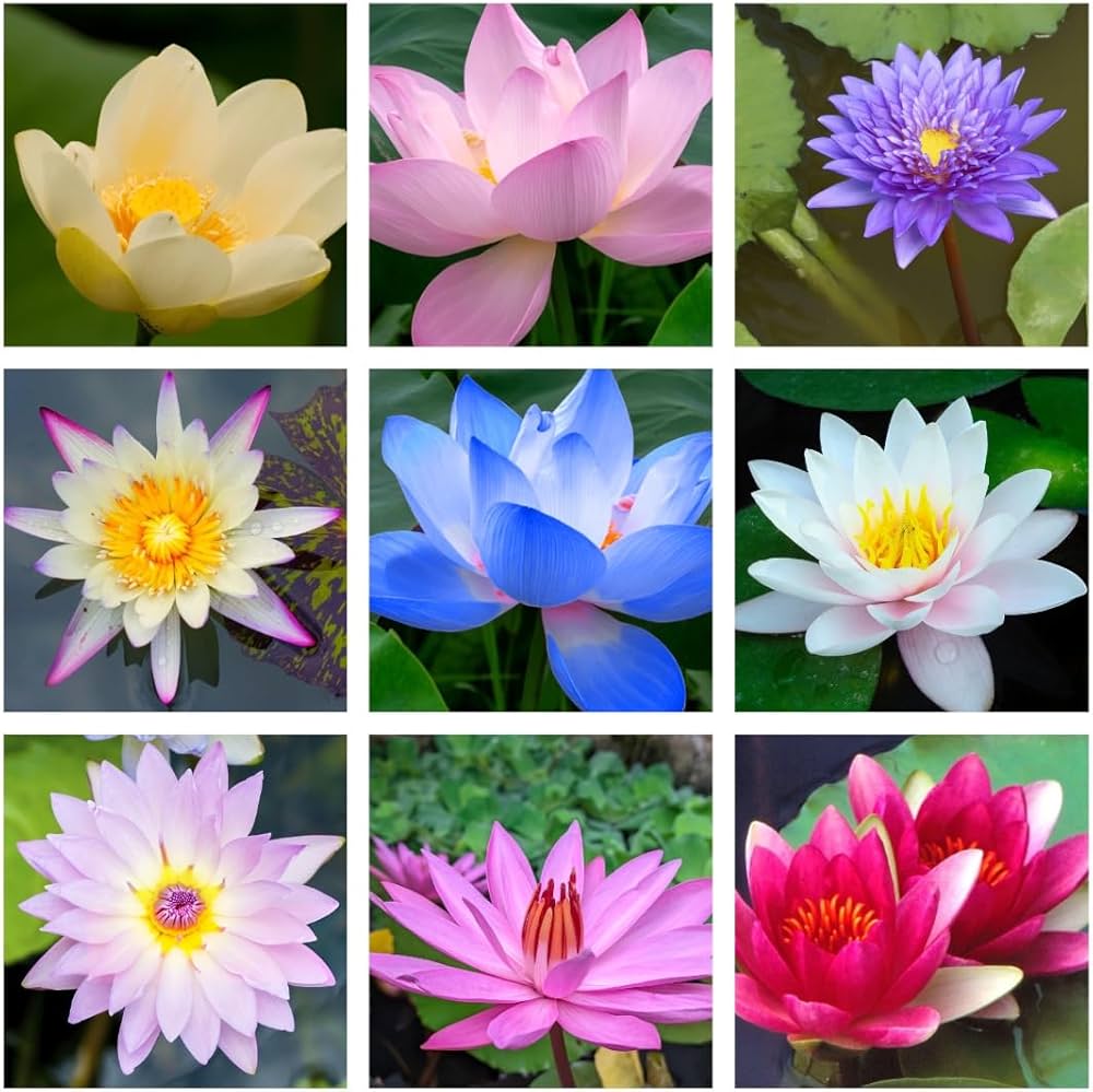 Colorful lotus flowers growing in an outdoor water garden container.