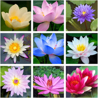 Colorful lotus flowers growing in an outdoor water garden container.