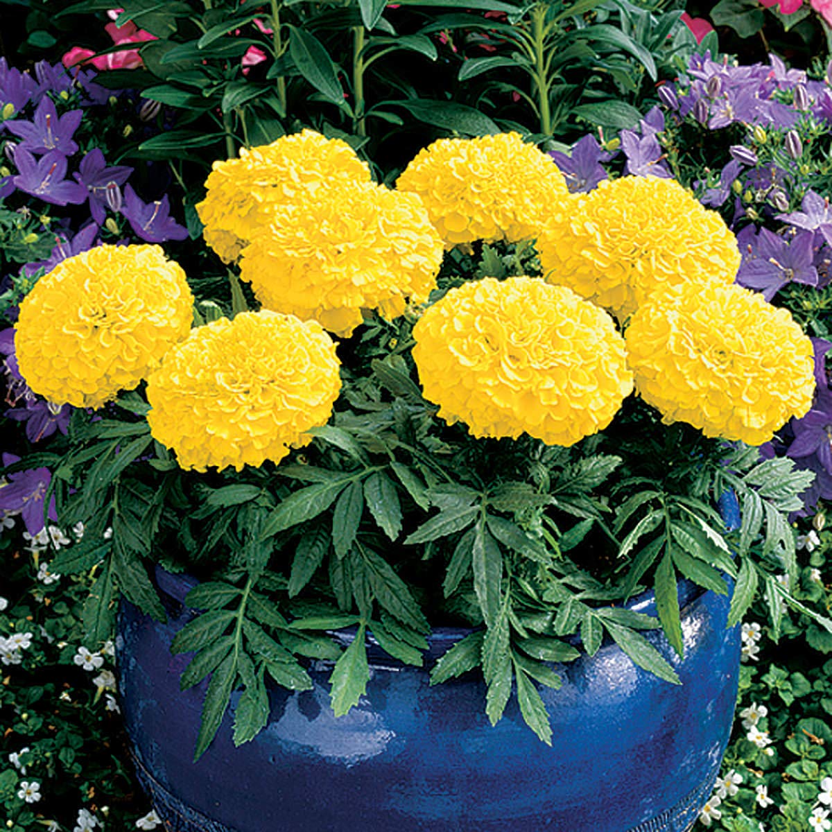 Ornamental marigold blooms adding vibrant color to an outdoor garden.